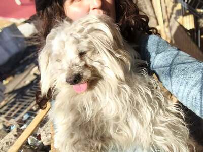 Zwergerl Carlos wird im Shelter gemobbt und braucht dringend ein Zuhause, Mischling - Rüde