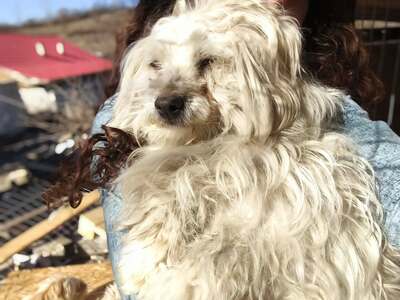 Zwergerl Carlos wird im Shelter gemobbt und braucht dringend ein Zuhause, Mischling - Rüde