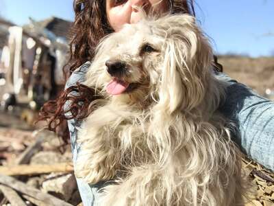 Zwergerl Carlos wird im Shelter gemobbt und braucht dringend ein Zuhause, Mischling - Rüde