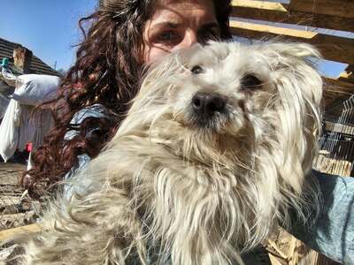 Zwergerl Carlos wird im Shelter gemobbt und braucht dringend ein Zuhause, Mischling - Rüde