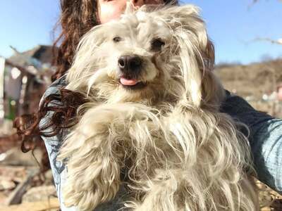 Zwergerl Carlos wird im Shelter gemobbt und braucht dringend ein Zuhause, Mischling - Rüde