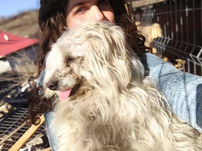 Zwergerl Carlos wird im Shelter gemobbt und braucht dringend ein Zuhause, Mischling - Rüde