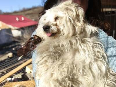 Zwergerl Carlos wird im Shelter gemobbt und braucht dringend ein Zuhause, Mischling - Rüde