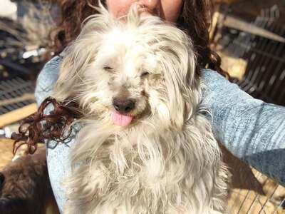 Zwergerl Carlos wird im Shelter gemobbt und braucht dringend ein Zuhause, Mischling - Rüde