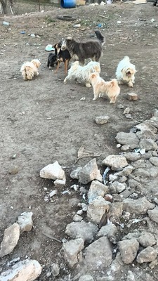 Zwergerl Carlos wird im Shelter gemobbt und braucht dringend ein Zuhause, Mischling - Rüde