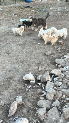 Zwergerl Carlos wird im Shelter gemobbt und braucht dringend ein Zuhause, Mischling - Rüde