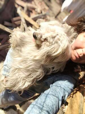 Zwergerl Carlos wird im Shelter gemobbt und braucht dringend ein Zuhause, Mischling - Rüde