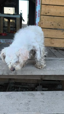 Zwergerl Carlos wird im Shelter gemobbt und braucht dringend ein Zuhause, Mischling - Rüde