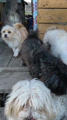 Zwergerl Carlos wird im Shelter gemobbt und braucht dringend ein Zuhause, Mischling - Rüde