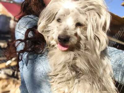 Zwergerl Carlos wird im Shelter gemobbt und braucht dringend ein Zuhause, Mischling - Rüde