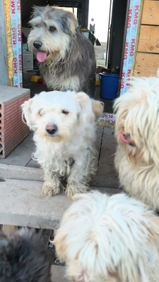 Zwergerl Carlos wird im Shelter gemobbt und braucht dringend ein Zuhause, Mischling - Rüde