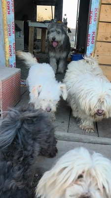 Zwergerl Carlos wird im Shelter gemobbt und braucht dringend ein Zuhause, Mischling - Rüde