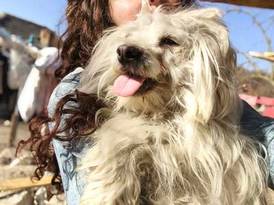 Zwergerl Carlos wird im Shelter gemobbt und braucht dringend ein Zuhause, Mischling - Rüde
