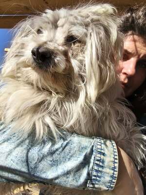 Zwergerl Carlos wird im Shelter gemobbt und braucht dringend ein Zuhause, Mischling - Rüde