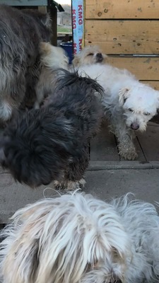 Zwergerl Carlos wird im Shelter gemobbt und braucht dringend ein Zuhause, Mischling - Rüde