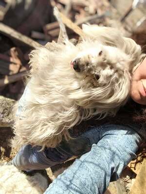 Zwergerl Carlos wird im Shelter gemobbt und braucht dringend ein Zuhause, Mischling - Rüde
