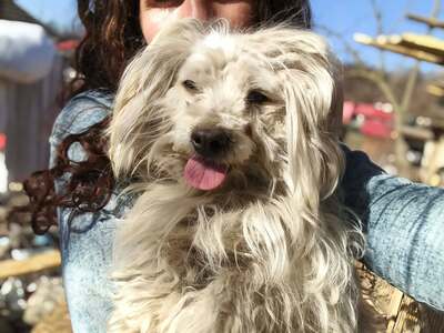 Zwergerl Carlos wird im Shelter gemobbt und braucht dringend ein Zuhause, Mischling - Rüde