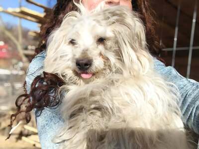 Zwergerl Carlos wird im Shelter gemobbt und braucht dringend ein Zuhause, Mischling - Rüde