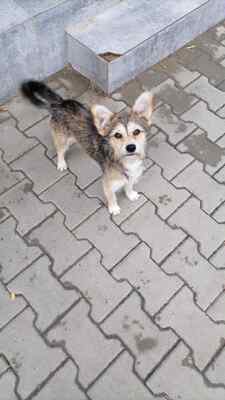 Zwergerl Hansi ist klein, frech und unwiderstehlich