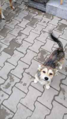 Zwergerl Hansi ist klein, frech und unwiderstehlich, Herzenshund - Rüde