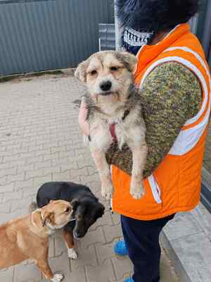 Zwergerl Hansi ist klein, frech und unwiderstehlich, Herzenshund - Rüde