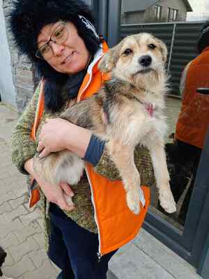 Zwergerl Hansi ist klein, frech und unwiderstehlich, Herzenshund - Rüde