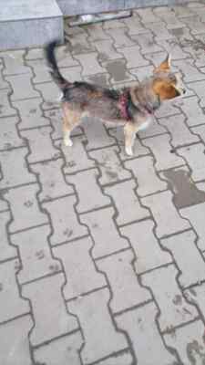 Zwergerl Hansi ist klein, frech und unwiderstehlich, Herzenshund - Rüde