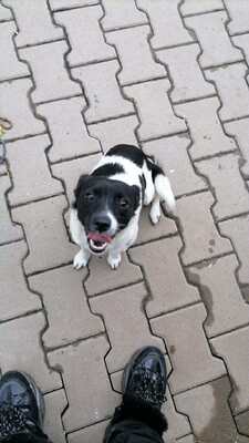 Zwergerl Lisl sucht ihr Für-immer-Zuhause, Herzenshund - Hündin