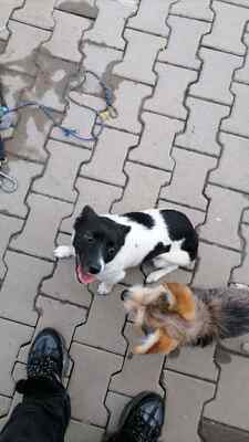 Zwergerl Lisl sucht ihr Für-immer-Zuhause, Herzenshund - Hündin