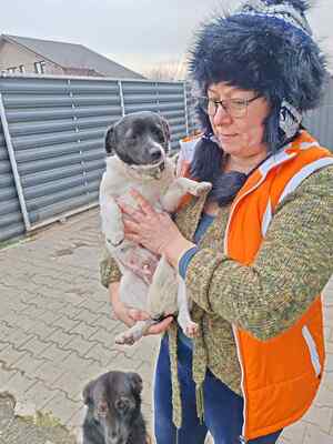 Zwergerl Lisl sucht ihr Für-immer-Zuhause, Herzenshund - Hündin