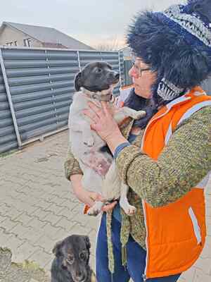 Zwergerl Lisl sucht ihr Für-immer-Zuhause, Herzenshund - Hündin