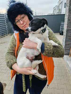 Zwergerl Lisl sucht ihr Für-immer-Zuhause, Herzenshund - Hündin