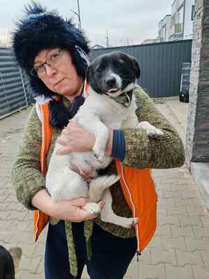 Zwergerl Lisl sucht ihr Für-immer-Zuhause, Herzenshund - Hündin