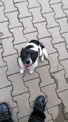 Zwergerl Lisl sucht ihr Für-immer-Zuhause, Herzenshund - Hündin