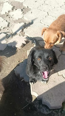 Zwergerl Negruta sucht ihr Glück