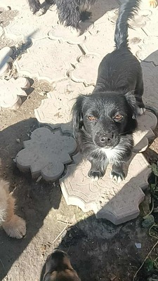 Zwergerl Negruta sucht ihr Glück, Mischling - Hündin