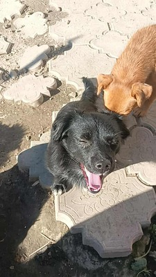 Zwergerl Negruta sucht ihr Glück, Mischling - Hündin