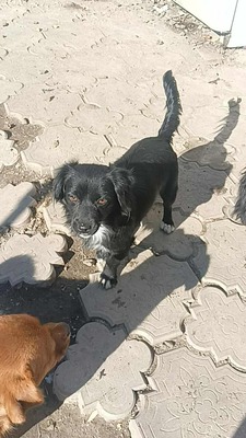 Zwergerl Negruta sucht ihr Glück, Mischling - Hündin