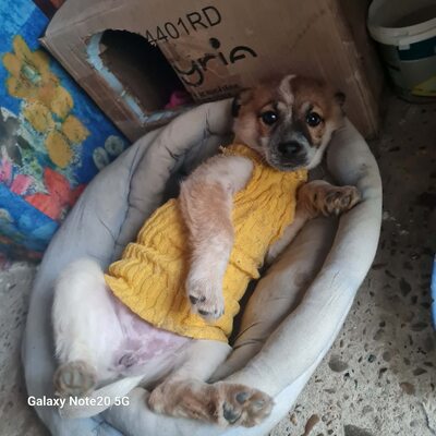 Zwergerl Roxy möchte einfach nur geliebt werden, Mischling Welpen - Hündin