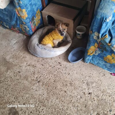 Zwergerl Roxy möchte einfach nur geliebt werden, Mischling Welpen - Hündin