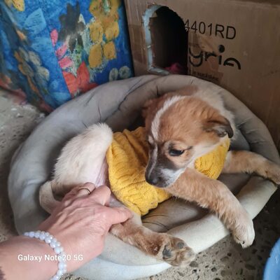 Zwergerl Roxy möchte einfach nur geliebt werden, Mischling Welpen - Hündin