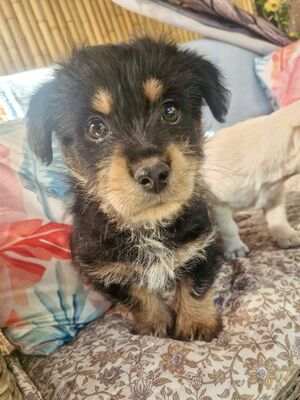 Zwergerl Sam sucht liebevolles Zuhause