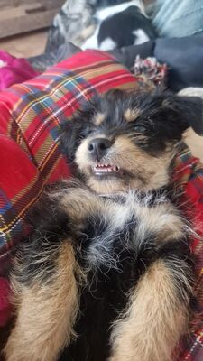 Zwergerl Sam sucht liebevolles Zuhause, Mischling Welpen - Rüde