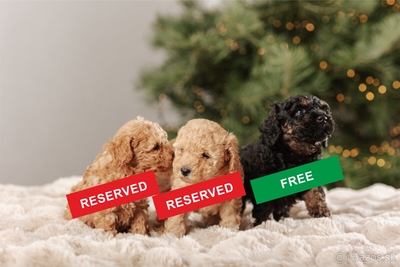 Zwergpudel, Zwergpudel Welpen - Hündin