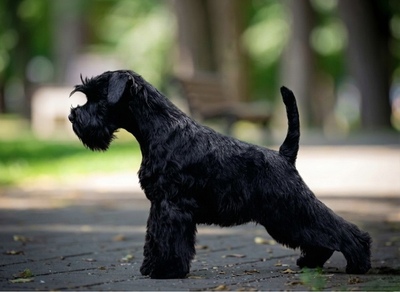 Zwergschnauzer - Hündin