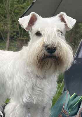 Zwergschnauzer weiß Welpen - Rüde