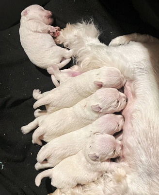Zwergschnauzer weiß Welpen - Rüde