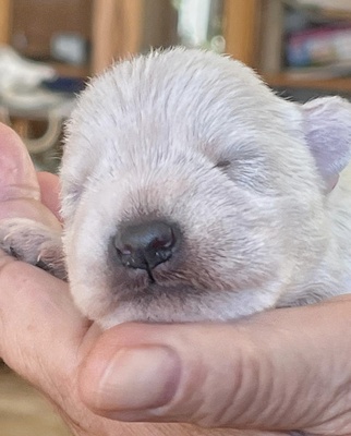 Zwergschnauzer weiß Welpen - Rüde