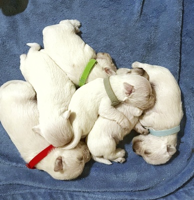 Zwergschnauzer weiß Welpen - Rüde