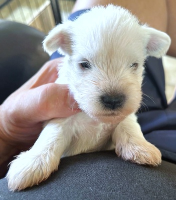 , Zwergschnauzer weiß Welpen - Rüde